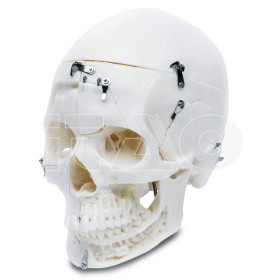 Modello dimostrativo cranio 1 pz.